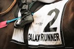 Pedigree da semana: GALAXY RUNNER
