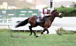 Pedigrees da semana: Perigoosa, Helquis e Royal Ship