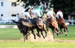 Gávea: Encontre o seu animal favorito e veja a hora de sua atuação