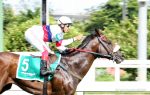 Pedigrees da semana: Pimper’s Paradise, Mais Que Bonita e Royal Ship