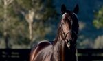 Zenyatta e Winx, as incríveis filhas de Street Cry