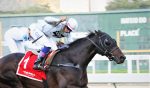 Pedigree da semana:Abu Dhabi e Tanganyka