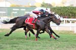 Pedigree da semana: Olympic Impact e Ultimate Runner