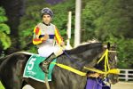 Pedigree da semana: American Tiz