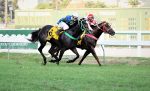 Gata Y Flor brilha no GP Major Suckow (G1)