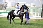 Pedigree da semana: Nice Lady