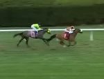 Brasileiro In Love vence allowance em Keeneland