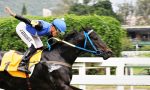 Pedigree da semana: Texport