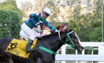Campeã do Suckow, Gata Y Flor tem 10 rivais no Cordeiro da Graça