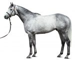 Outstrip – Novo garanhão na criação brasileira