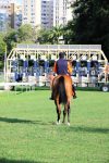 Pedigrees da semana: Meeting da II Etapa das Tríplices Coroas