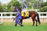 Pedigrees da semana: Oceano Azul e Jamberly