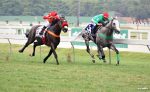 Pedigrees da semana: Osprey, Mem Cade Ce e Olympic Jhonsnow