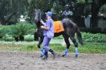 Hoje, quinta-feira (02), é dia de ADDED para o GP Cordeiro da Graça (G2)