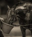 Estreantes – dias 16 a 18 de janeiro