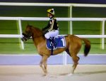 Kiefer será o primeiro animal brasileiro a participar do Festival da Saudi Cup