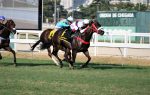 Com seu piloto usando a farda do Doce Vale, In Essence esbanja classe no GP Alfredo Grumser (G3)