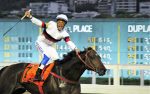 Sugar Daddy, o 1º GP Cruzeiro do Sul – Araras Blood & Power – Derby Brasileiro (G1) do Haras Doce Vale