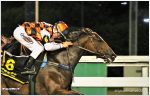 Pedigree da semana: La Louviere