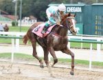 Don Cambay vendido ao Stud HRN