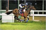 Pedigrees da semana: Copa dos Criadores