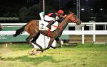 Pedigree da semana: EL TARZAN