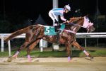 Pedigrees da semana: Seven e Jungle King