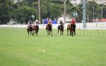 Milheiros e arenáticos em ação na Gávea