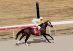 Novo Sol vence allowance em Gulfstream Park