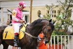 Pedigree da semana: Joke of Destiny