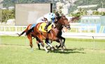 Gávea tem domingo de gala com Tríplices Coroas, Seletiva do Latino, G3 e dois Listeds