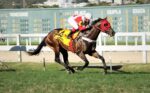 Com Mandrake como cartão de visitas, Haras Legacy tem início, em Bagé