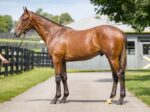 Saratoga Springs: Irmão materno de First Captain alcança US$ 2,7 milhões