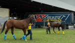 Representantes peruanos já estão no Hipódromo da Gávea
