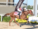 Tyrion, do Haras Rio Iguassu e criado pelo Stud Chesapeake, o dono do 81º GP Paraná (G3)