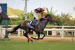 Pedigrees da semana: Meeting das triplices coroas
